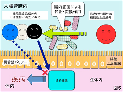 腸管細胞機能実験法 (生物化学実験法)
