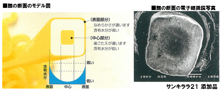 図：麺の断面モデル図と麺断面の電子顕微鏡写真